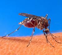 Методы борьбы с комарами